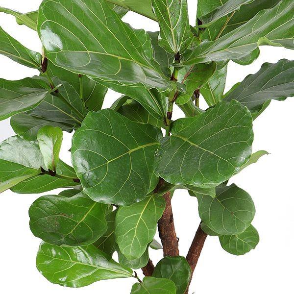 Ficus Lyrata vertakt - 130cm - ø 27cm (8721055691983)