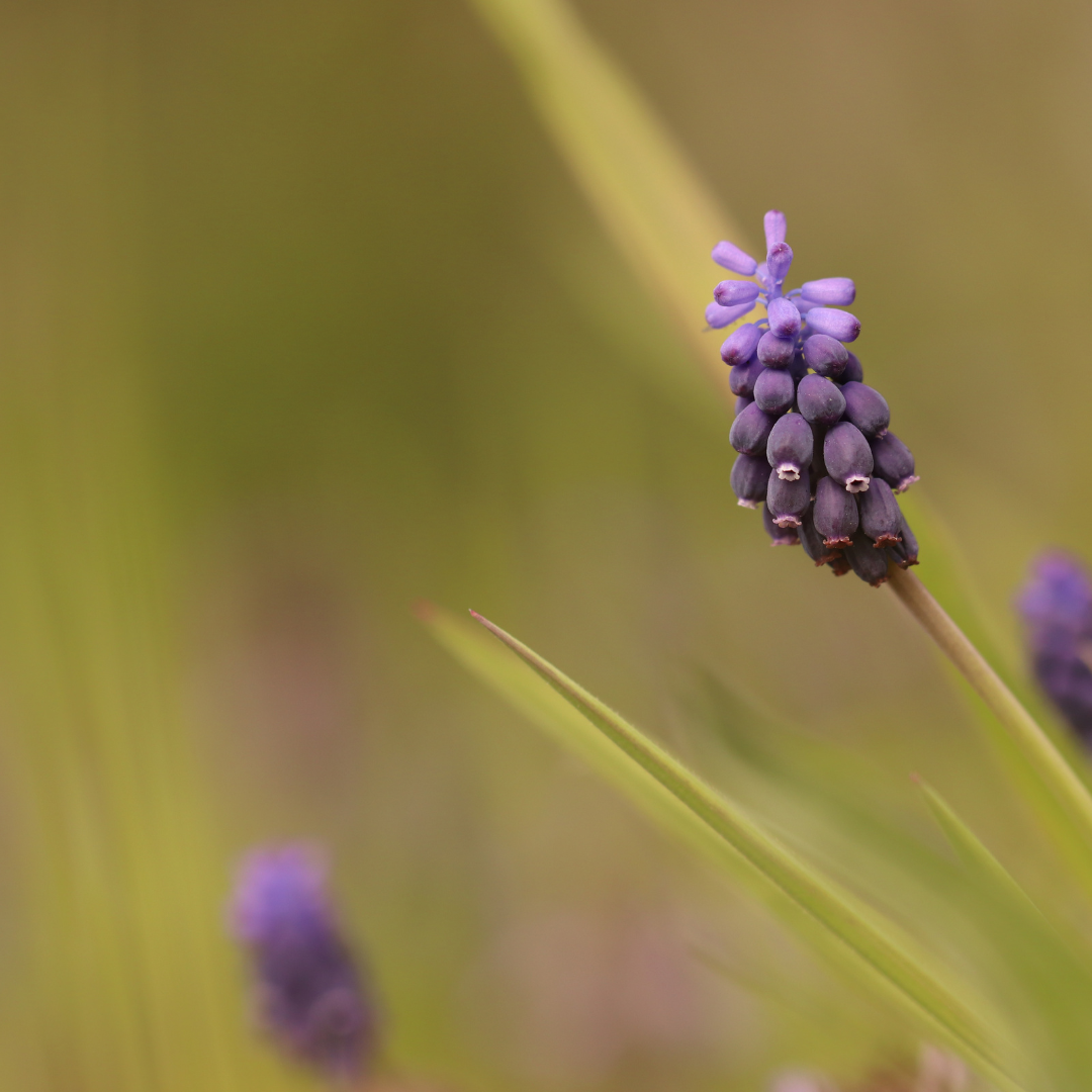 Garden basics 24x Liriope muscari 'Moneymaker' - ↕10-25cm - Ø9cm (50472)