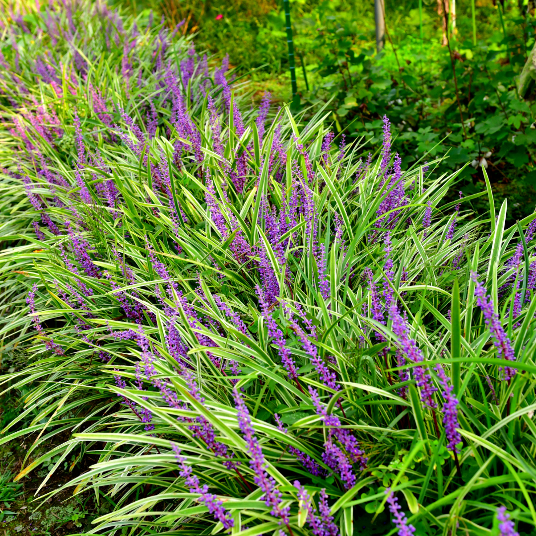Garden basics 48x Liriope muscari 'Moneymaker' - ↕10-25cm - Ø9cm (50473)