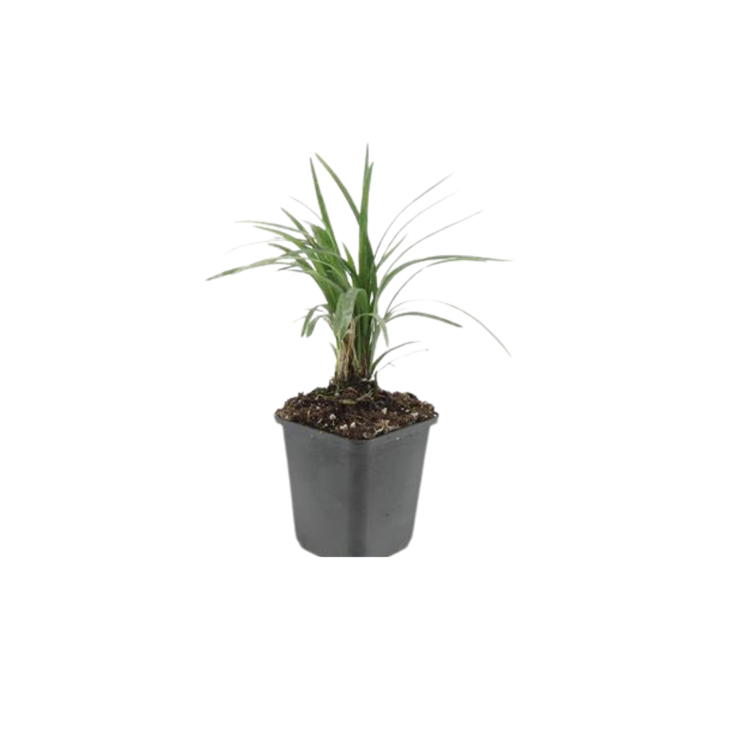 Garden basics 48x Liriope muscari 'Moneymaker' - ↕10-25cm - Ø9cm (50473)