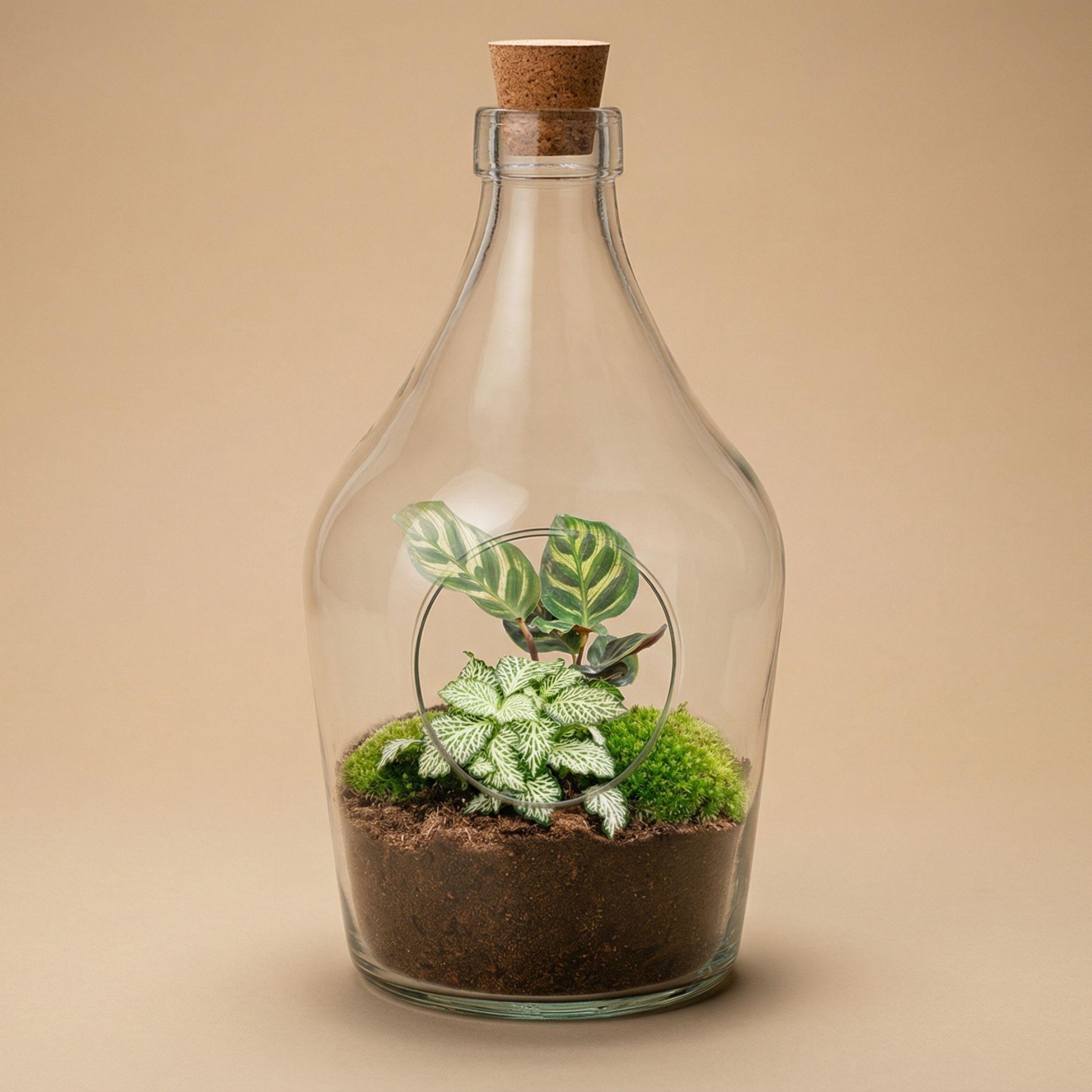Open terrarium Joss - Calathea Makoyana & Fittonia white Tiger (8720872025407)