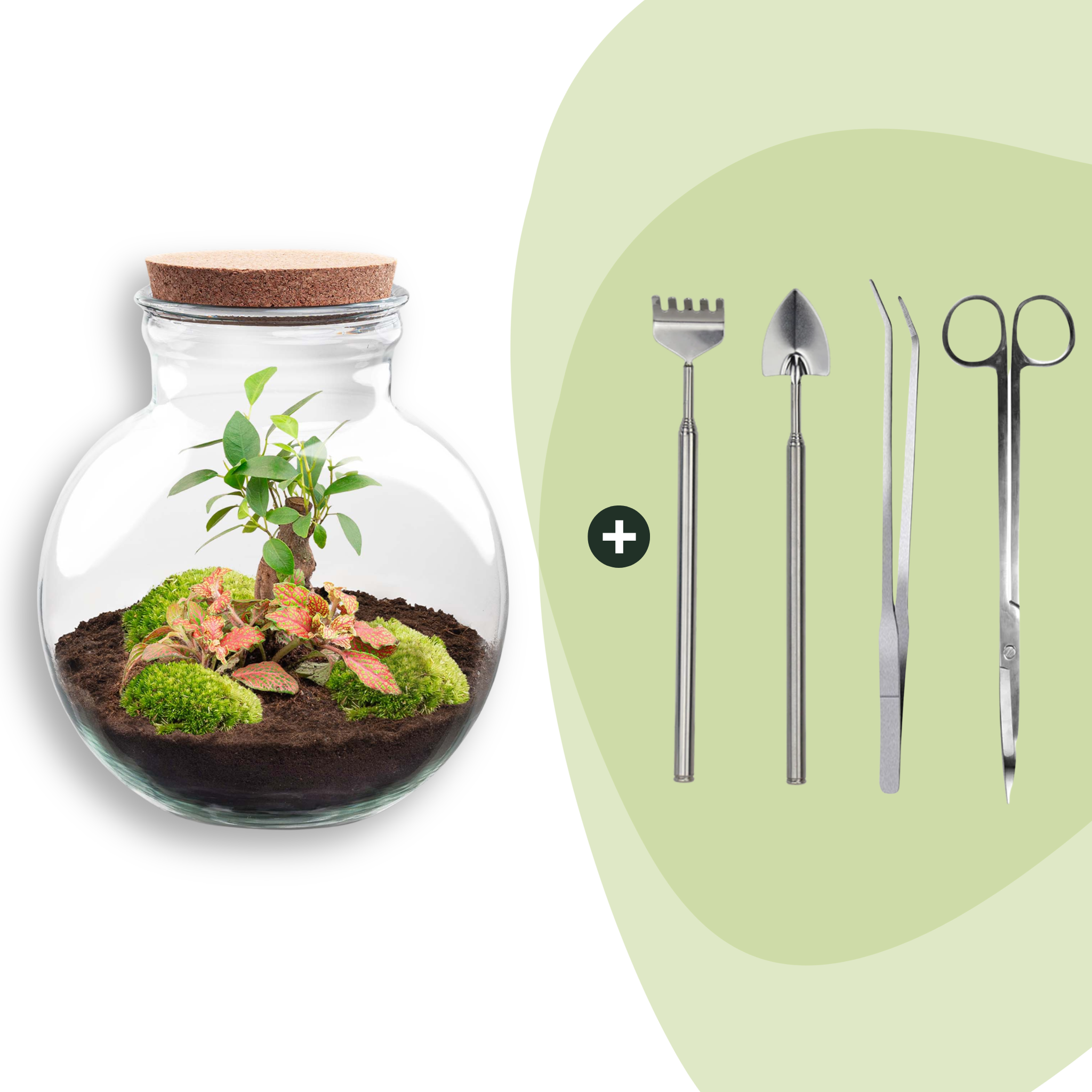 DIY Planten terrarium (met licht) - Teddy Bonsai - Ø 25 cm ↑ 26,5 cm - Rake + Shovel + Tweezer + Scissors (8720726958448)