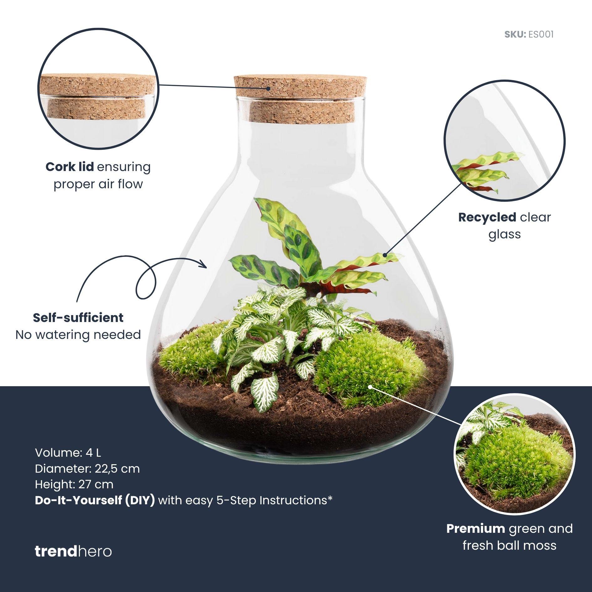 DIY terrarium - Sammie Calathea - Rake + Shovel + Tweezer (8720726958011)