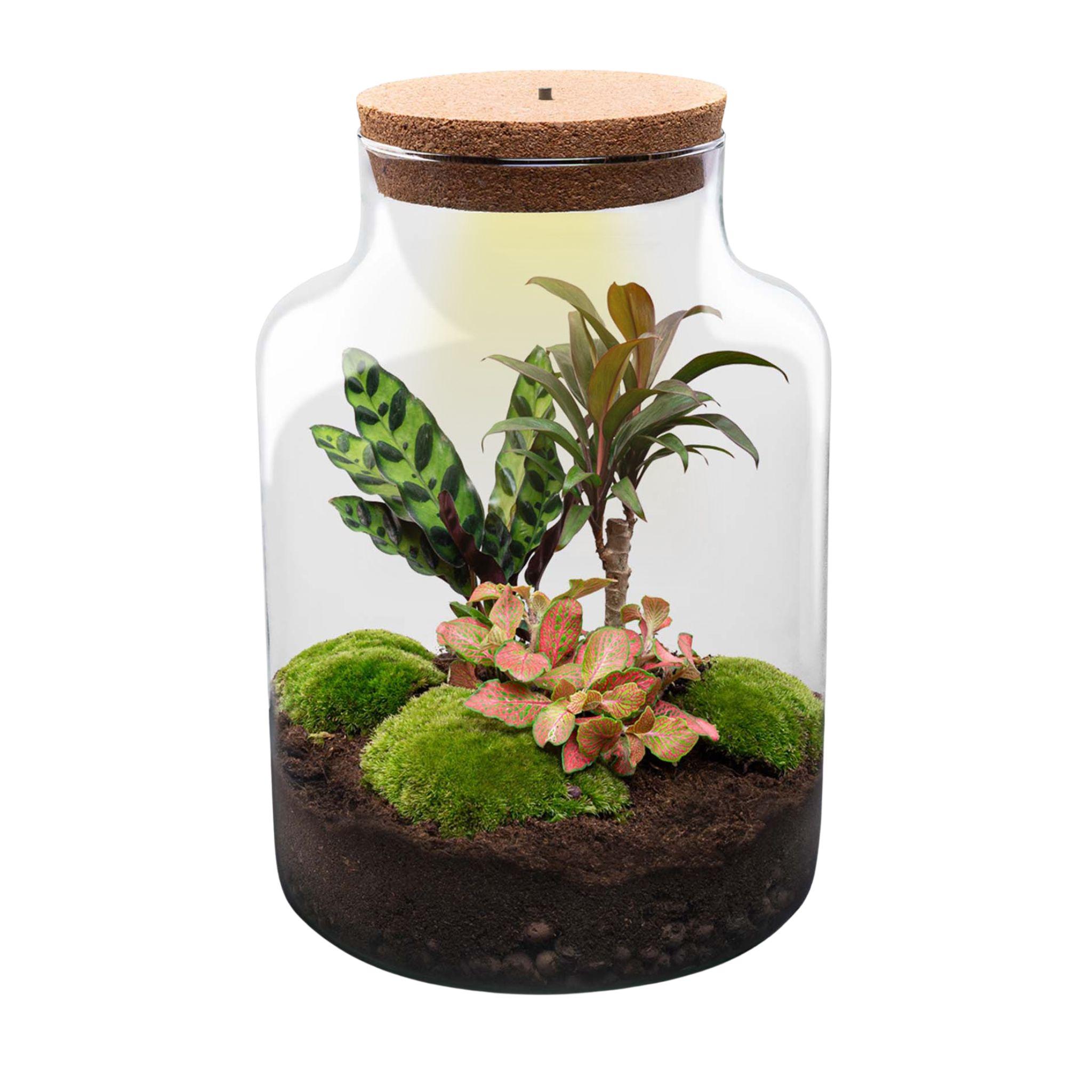 DIY Planten terrarium met licht - Milky - Ø 21 cm ↑ 30 cm - Rake + Shovel + Tweezer (8720726958141)