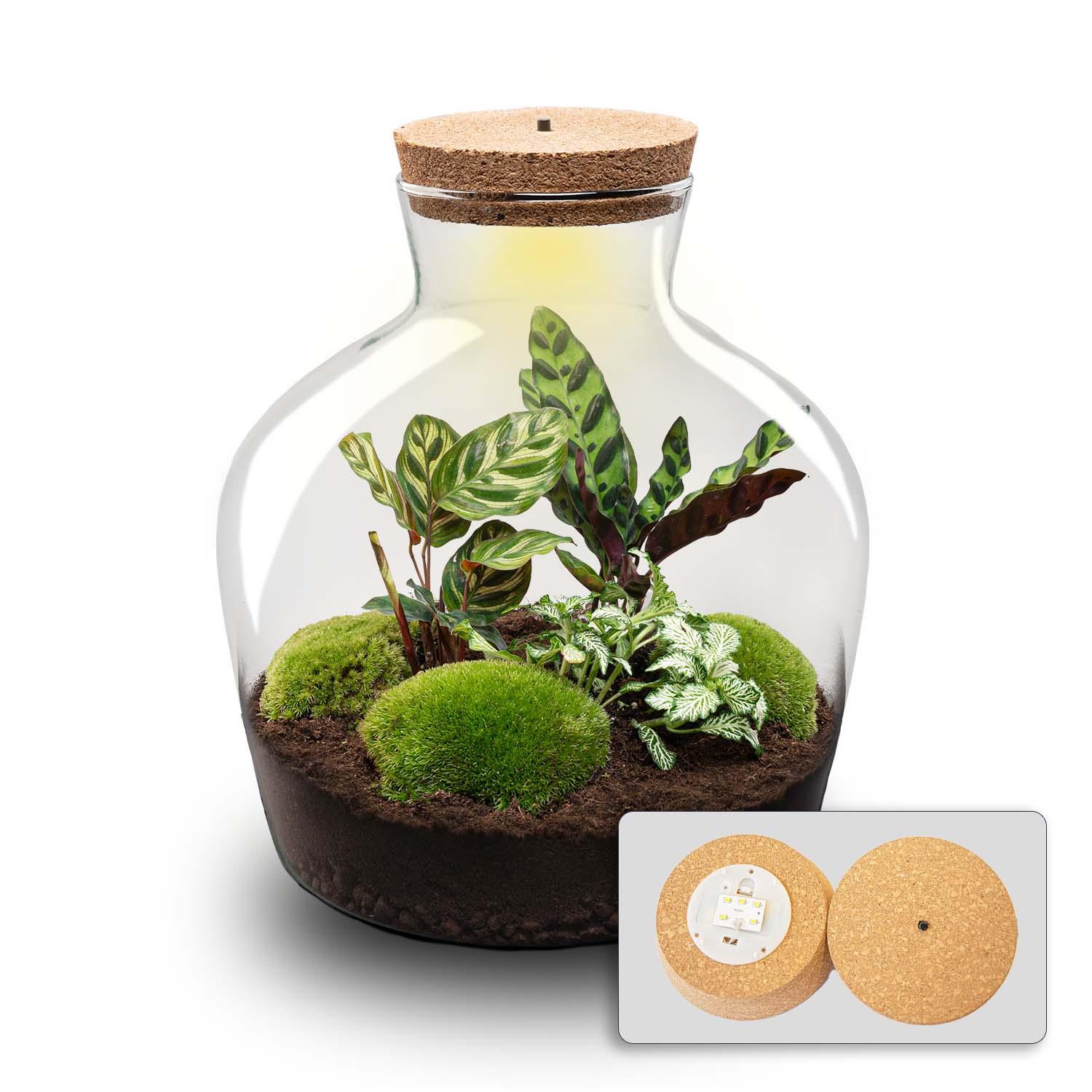 DIY Planten terrarium met licht - Fat Joe - Ø 29 cm ↑ 30 cm - Rake + Shovel (8720726958523)
