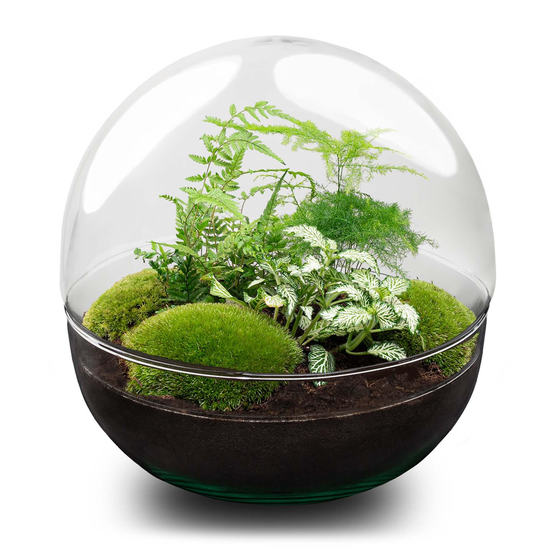 DIY Planten terrarium tweedelig bolglas - Dome XL -Ø 28 cm ↑ 28 cm - Rake + Shovel + Tweezer + Scissors (8720726958882)