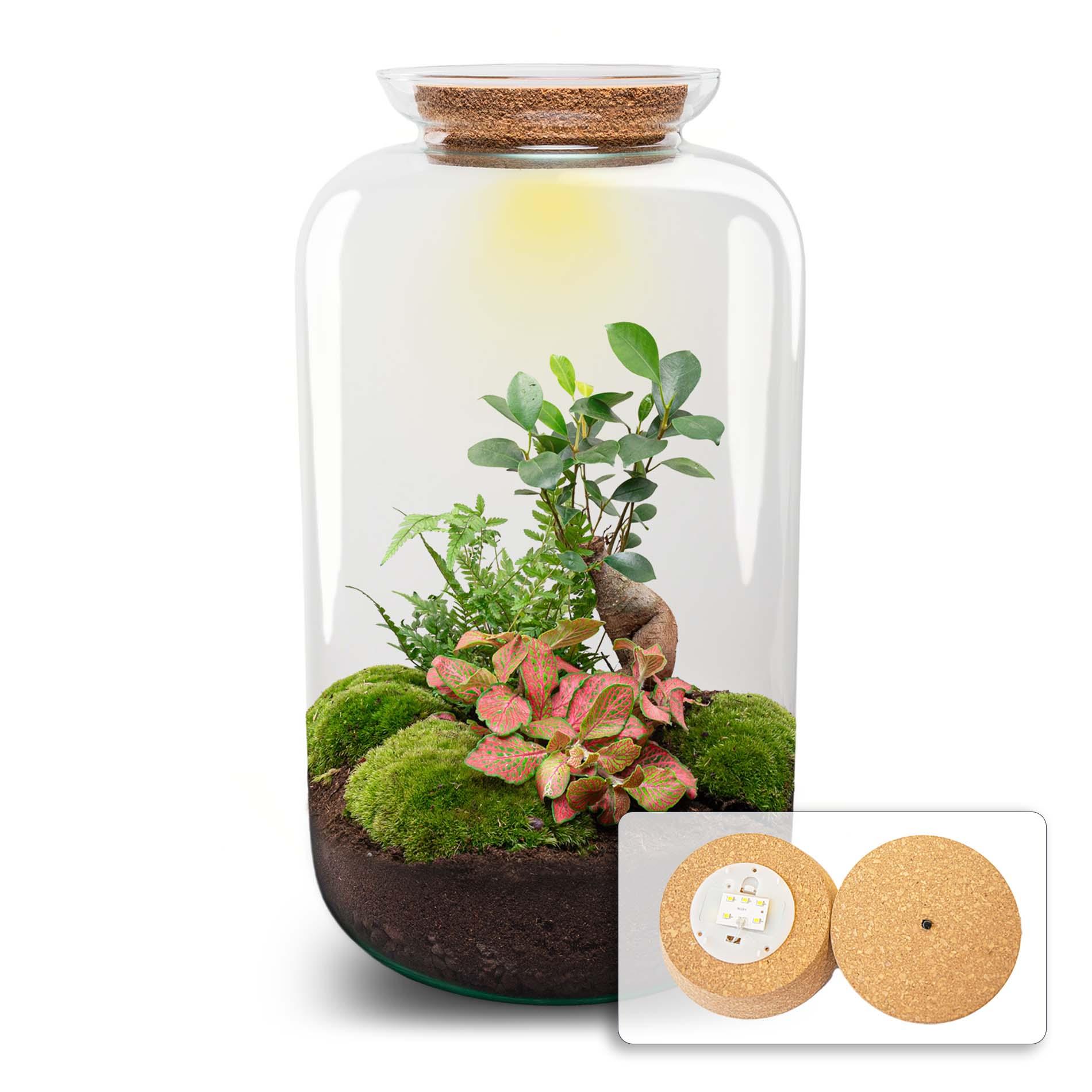 DIY terrarium - Sven XL Bonsai - Met verlichting - Rake + Shovel + Tweezer (8720872020020)