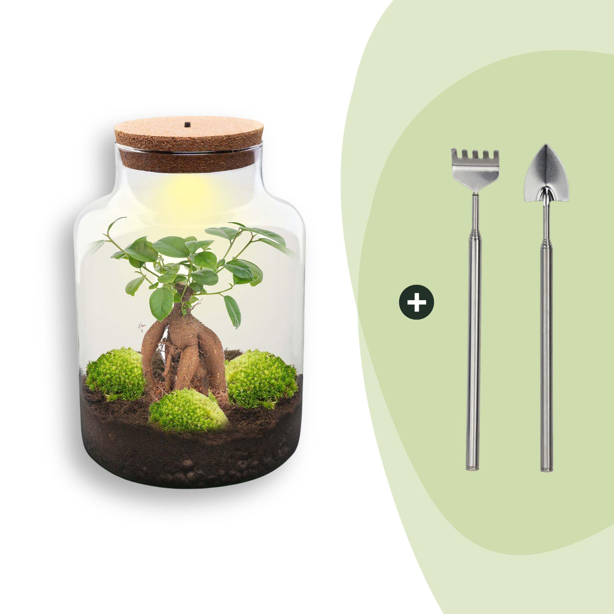 DIY Planten terrarium met licht - Milky Bonsai - Ø 21 cm ↑ 30 cm - Rake + Shovel (8720726958165)