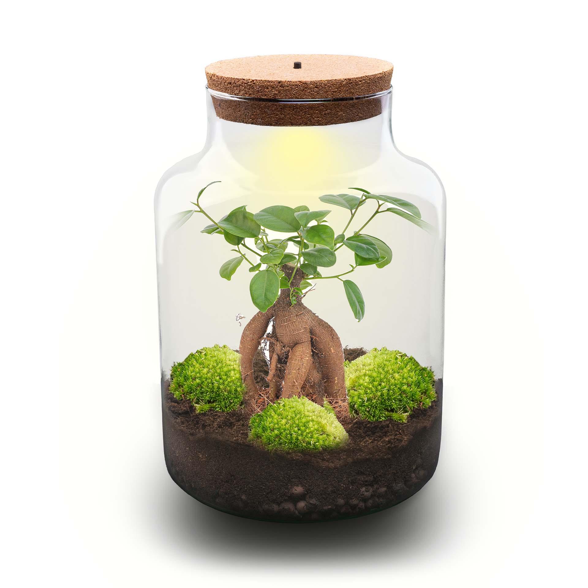 DIY Planten terrarium met licht - Milky Bonsai - Ø 21 cm ↑ 30 cm - Rake + Shovel + Tweezer (8720726958172)