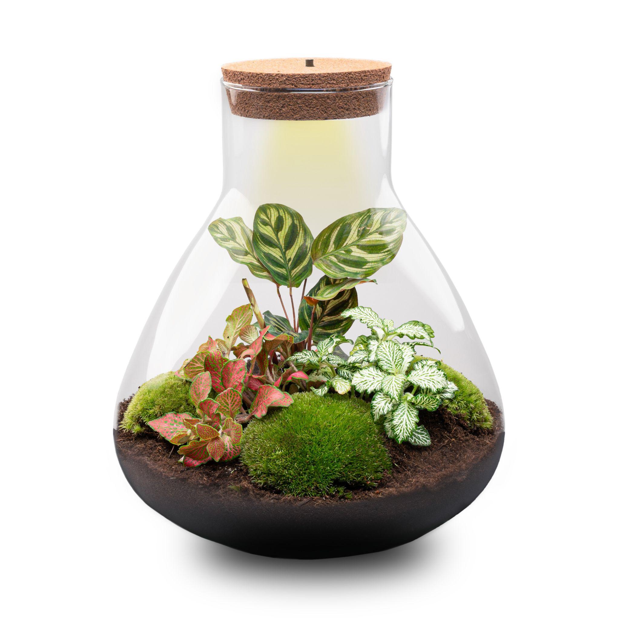 DIY Planten terrarium met licht - Sam XL Red - Ø 30 cm ↑ 32 cm - Rake + Shovel + Tweezer + Scissors (8720726958127)
