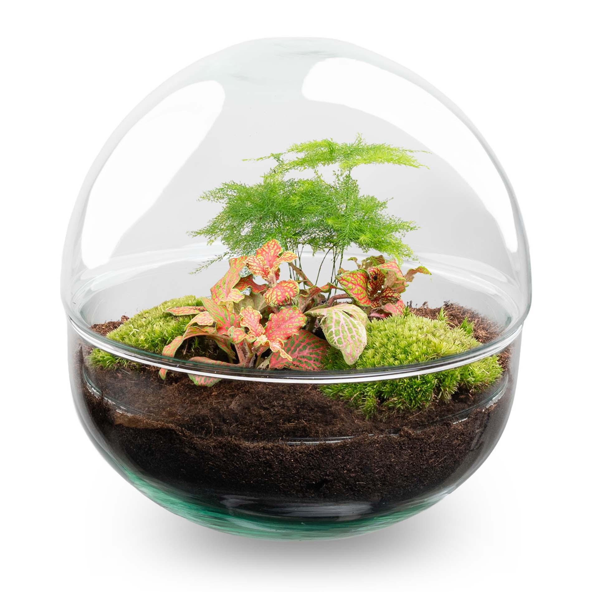 DIY Planten terrarium tweedelig bolglas - Dome Red - Ø 20 cm ↑ 20 cm - Rake + Shovel + Tweezer (8720726958776)