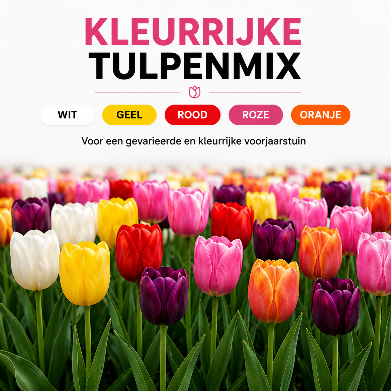 Kh bloembollen Tulpenbollen Mix - 20 Stuks - Winterhard - Maat 11/12 (08720256864578)