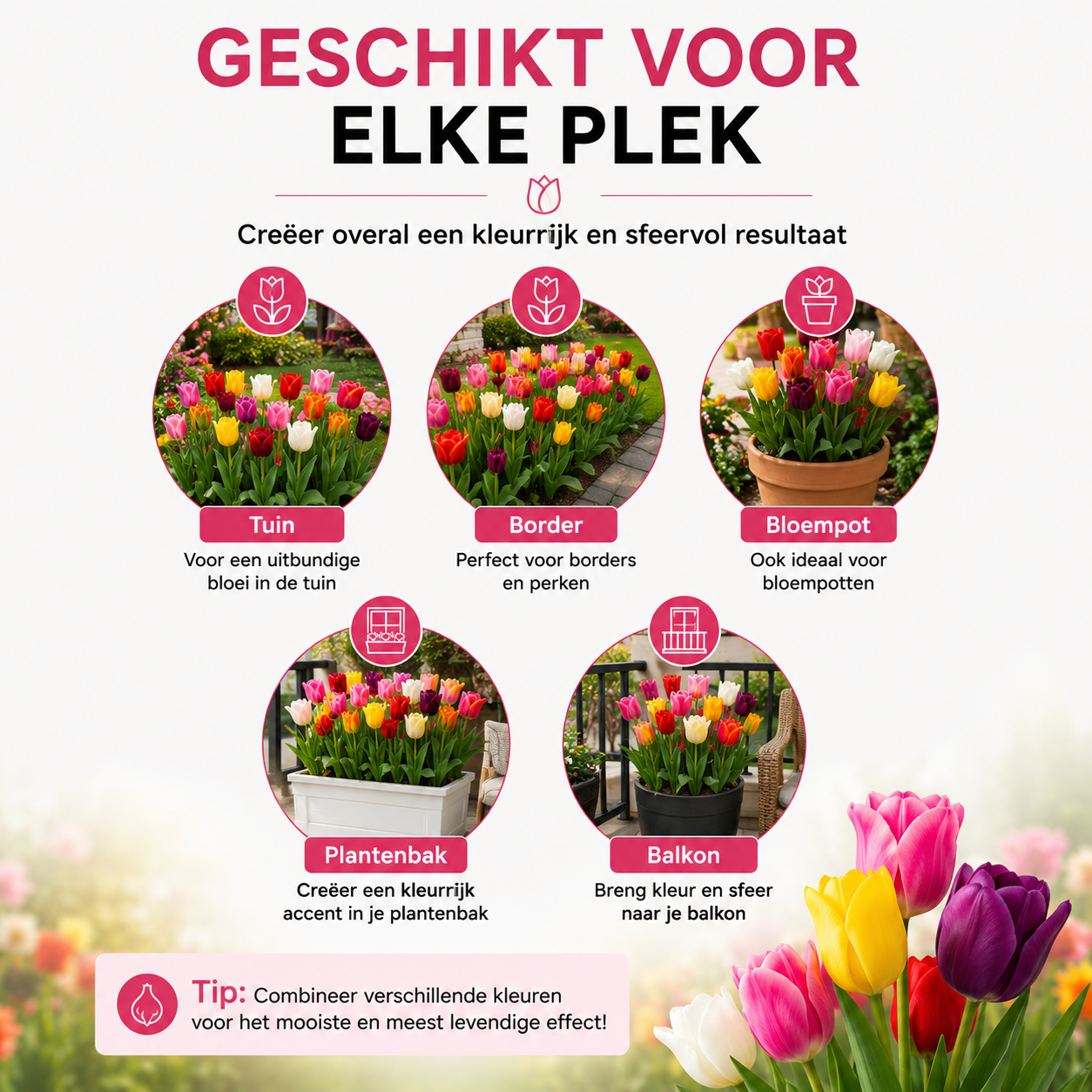 Kh bloembollen Tulpenbollen Mix - 20 Stuks - Winterhard - Maat 11/12 (08720256864578)
