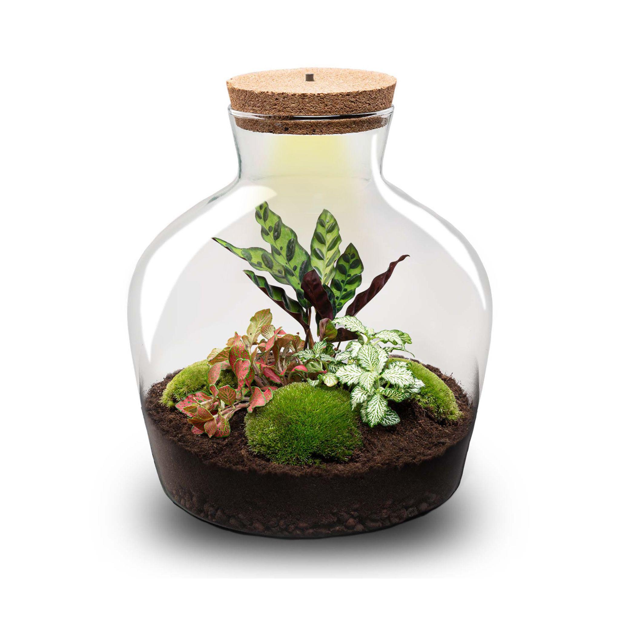 DIY Planten terrarium met licht - Fat Joe Red - Ø 29 cm ↑ 30 cm - Rake + Shovel + Tweezer + Scissors (8720726958622)
