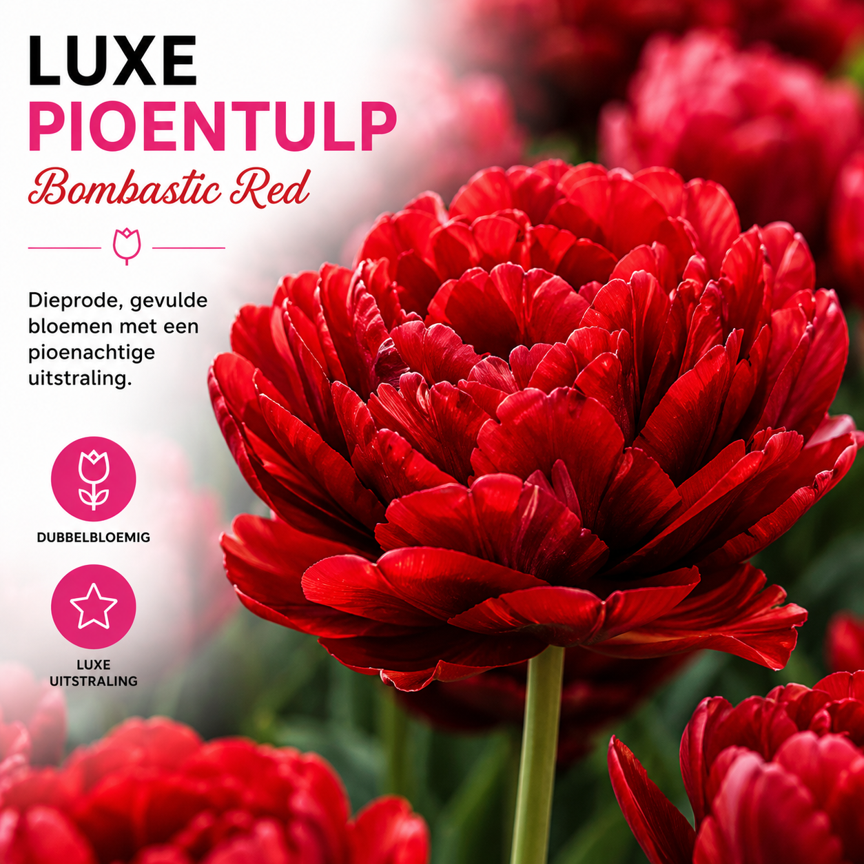 Tulpenbollen Bombastic Red – 20 Stuks | KH Bloembollen® | Rode Pioentulp – Dubbelbloemig & Luxe – Voor Tuin of Pot – Maat 11/12 – Vers van (51152)