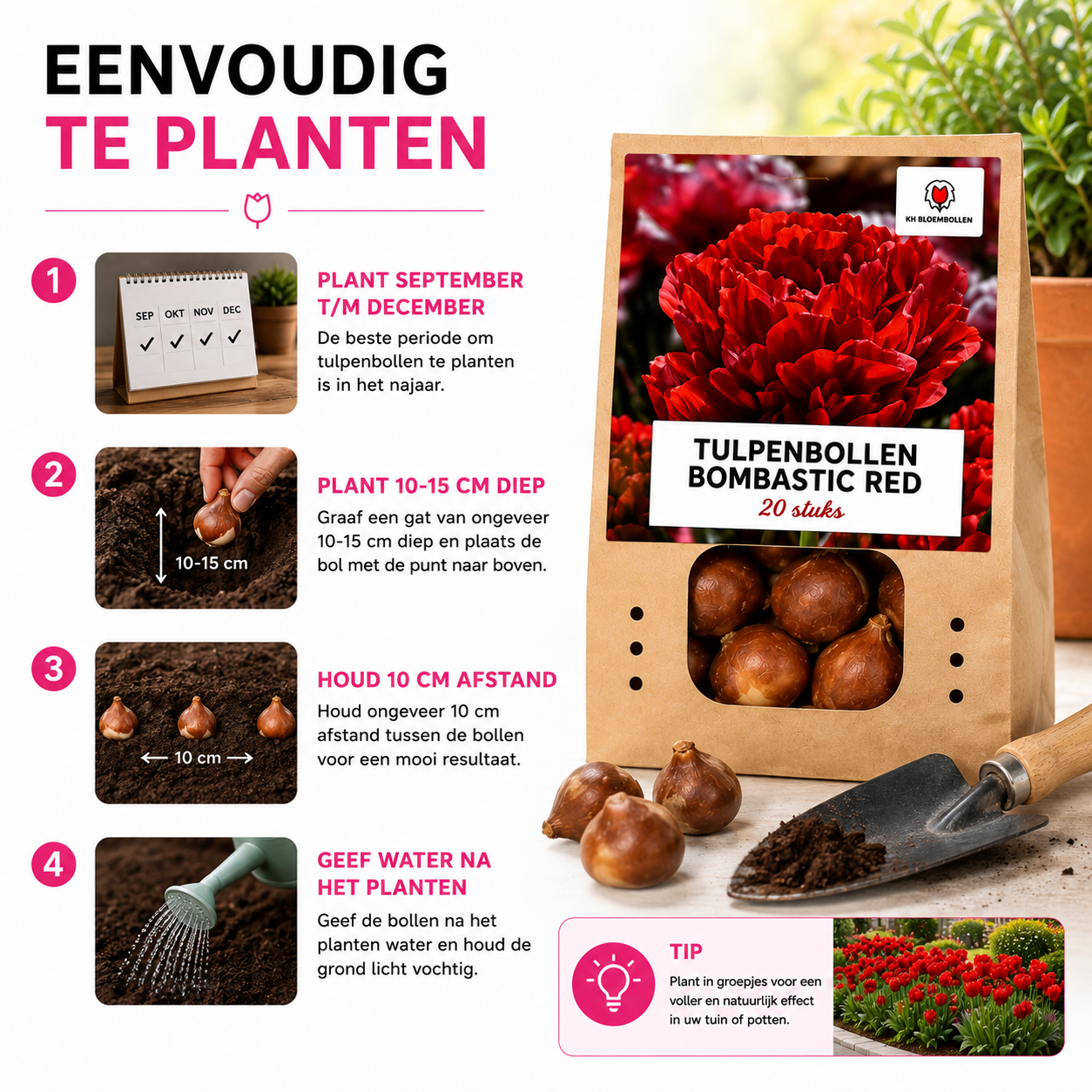 Tulpenbollen Bombastic Red – 20 Stuks | KH Bloembollen® | Rode Pioentulp – Dubbelbloemig & Luxe – Voor Tuin of Pot – Maat 11/12 – Vers van (51152)