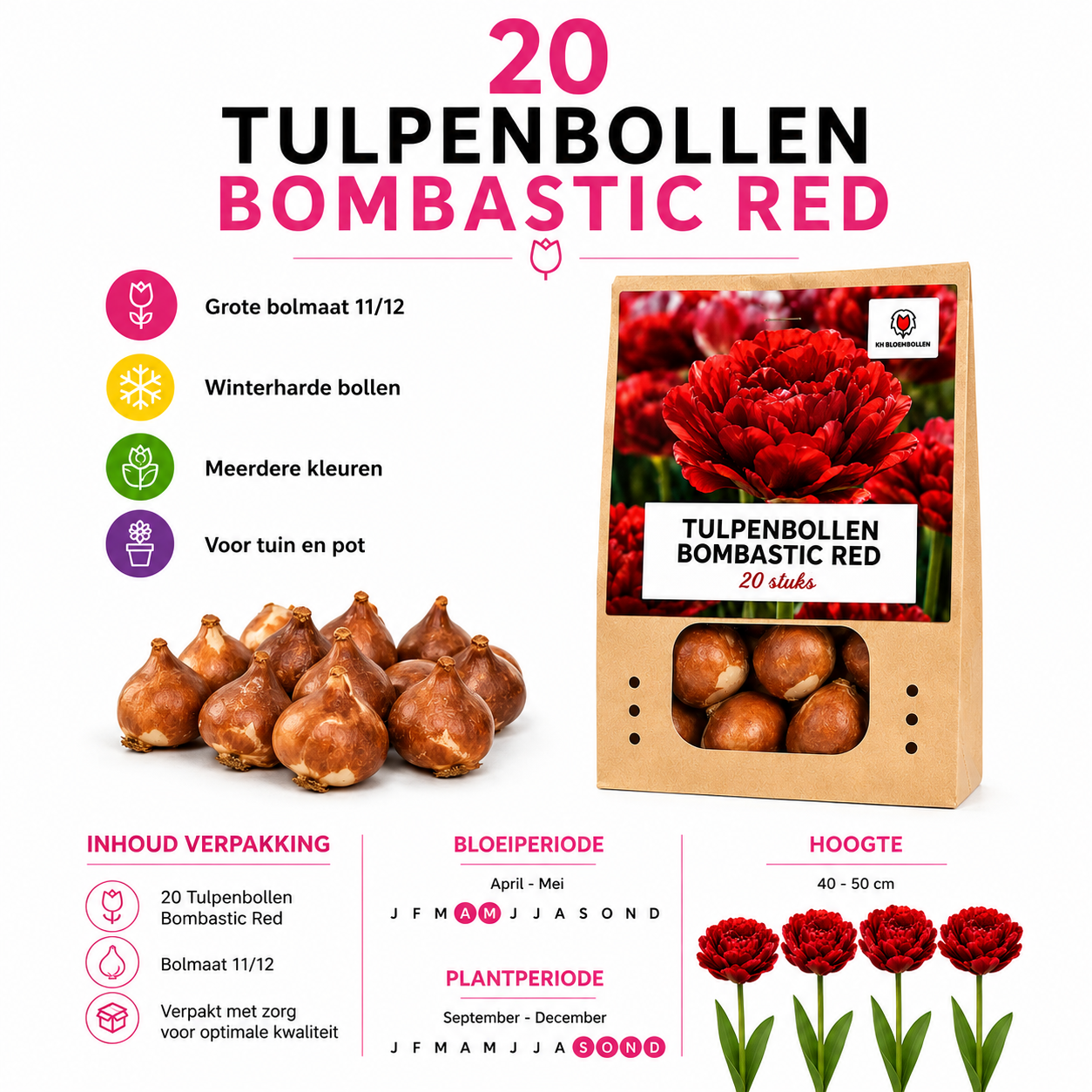 Tulpenbollen Bombastic Red – 20 Stuks | KH Bloembollen® | Rode Pioentulp – Dubbelbloemig & Luxe – Voor Tuin of Pot – Maat 11/12 – Vers van (51152)