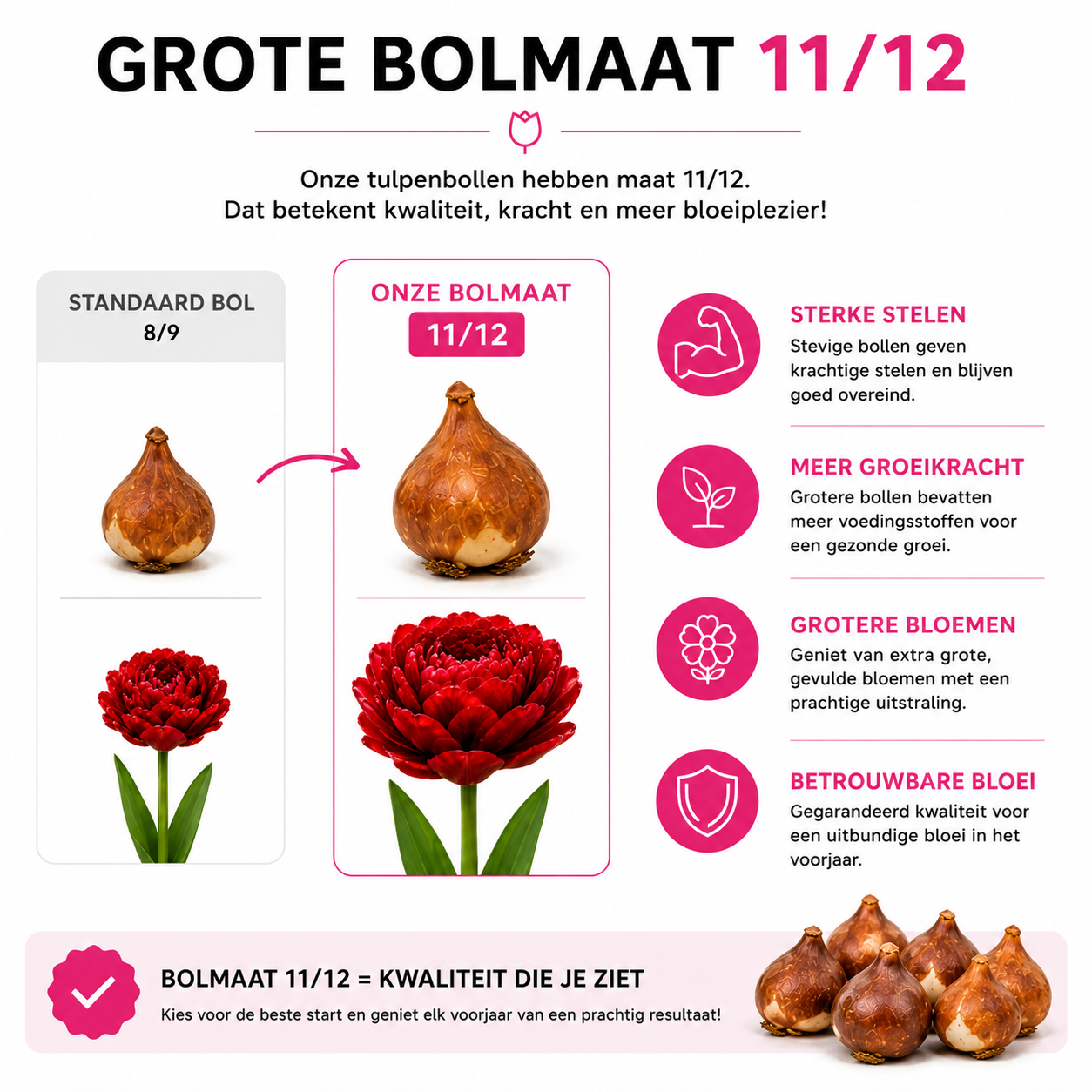 Tulpenbollen Bombastic Red – 20 Stuks | KH Bloembollen® | Rode Pioentulp – Dubbelbloemig & Luxe – Voor Tuin of Pot – Maat 11/12 – Vers van (51152)