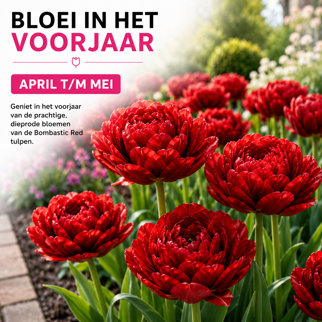 Tulpenbollen Bombastic Red – 20 Stuks | KH Bloembollen® | Rode Pioentulp – Dubbelbloemig & Luxe – Voor Tuin of Pot – Maat 11/12 – Vers van (51152)