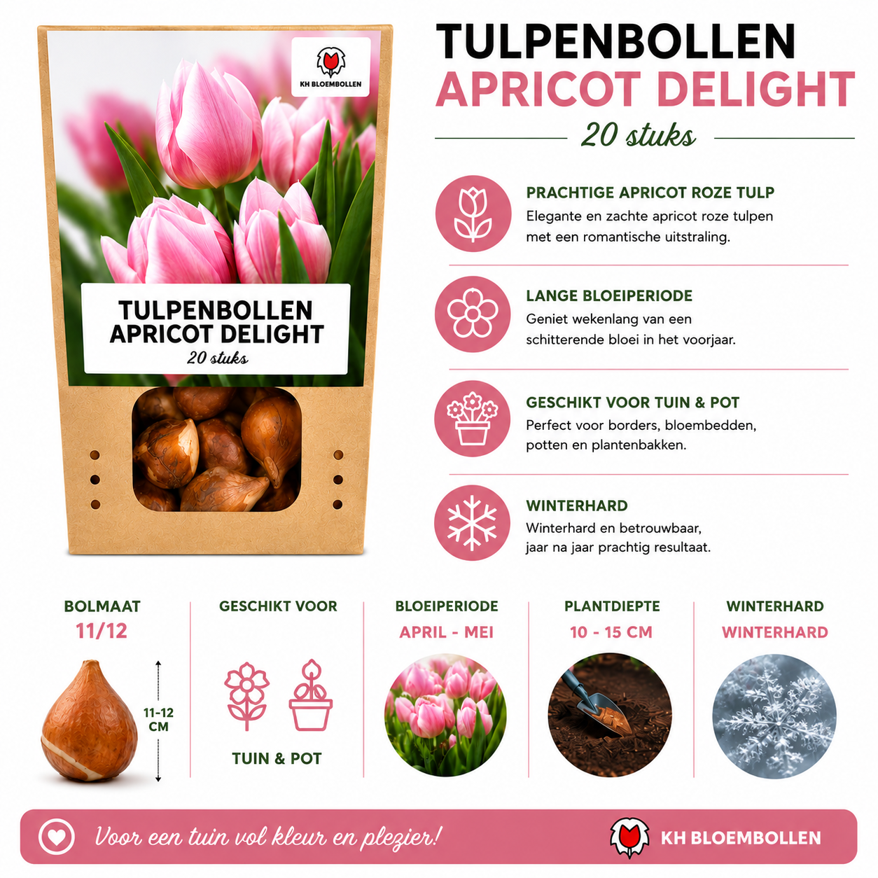 Tulpenbollen Apricot Delight – 20 Stuks | KH Bloembollen® | Roze Apricot Tulp – Zacht & Fris – Cadeau voor Tuin of Pot – Maat 11/12 – Vers (51146)