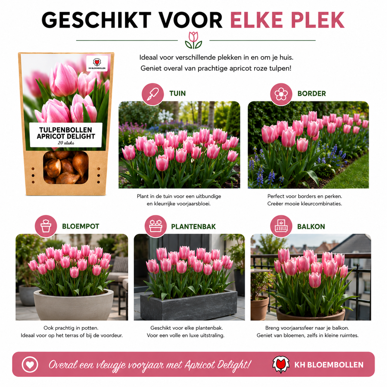 Tulpenbollen Apricot Delight – 20 Stuks | KH Bloembollen® | Roze Apricot Tulp – Zacht & Fris – Cadeau voor Tuin of Pot – Maat 11/12 – Vers (51146)