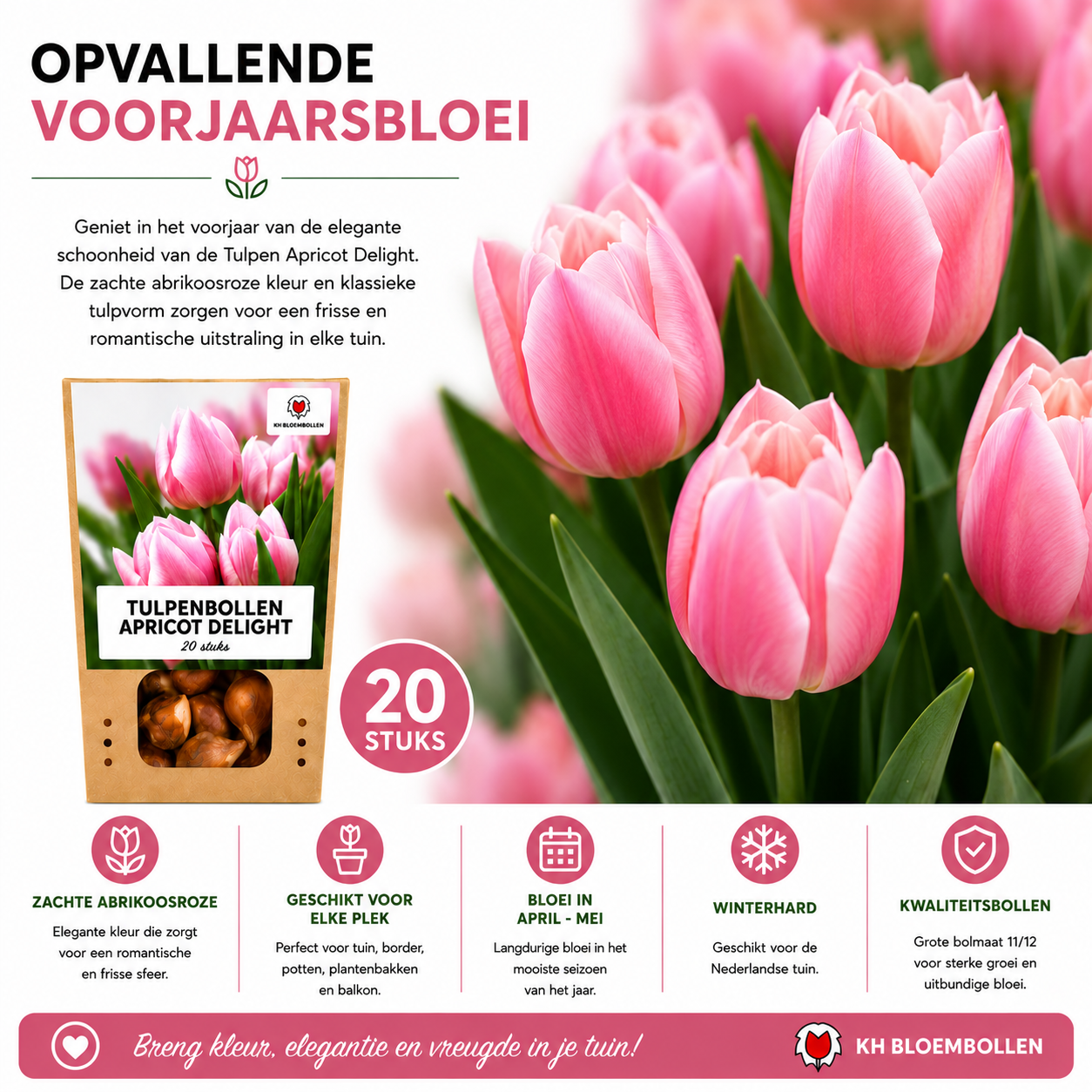 Tulpenbollen Apricot Delight – 20 Stuks | KH Bloembollen® | Roze Apricot Tulp – Zacht & Fris – Cadeau voor Tuin of Pot – Maat 11/12 – Vers (51146)