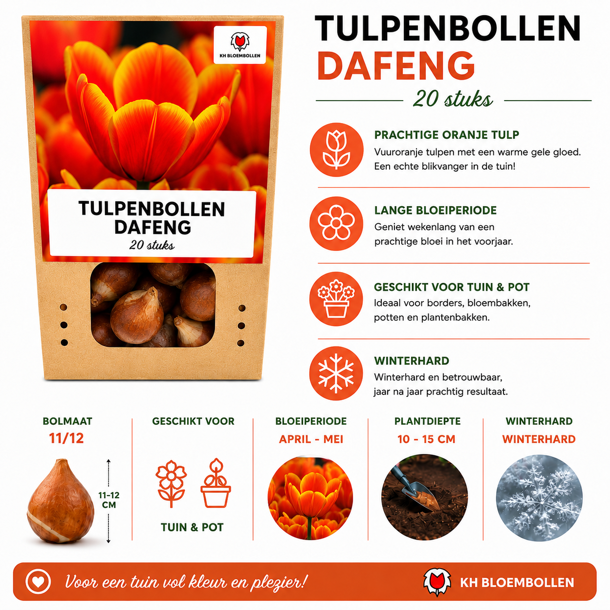 Tulpenbollen Dafeng – 20 Stuks | KH Bloembollen® | Oranje Tulp – Grootbloemig & Elegant – Voor Tuin of Pot – Maat 11/12 – Vers van de Tele (51138)