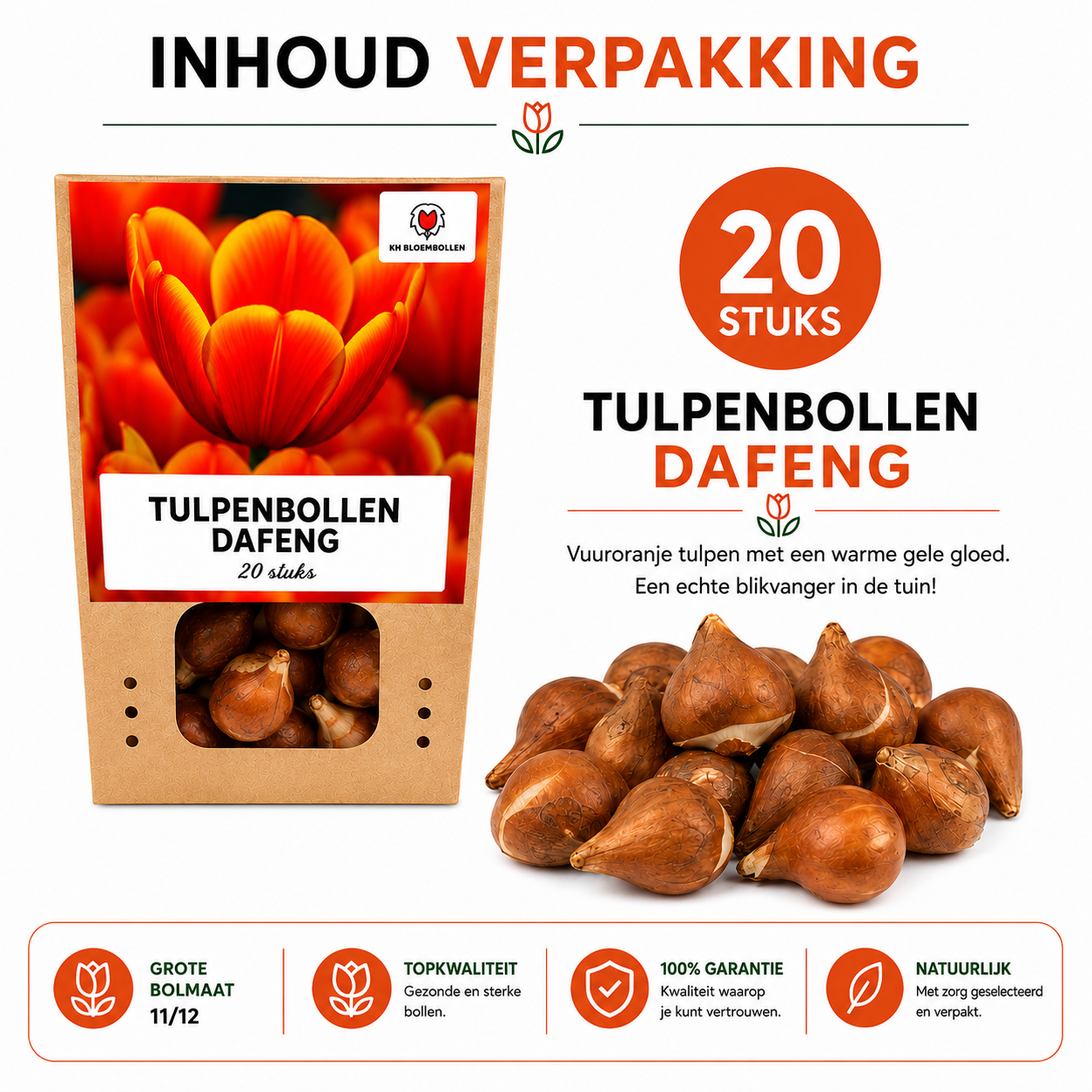 Tulpenbollen Dafeng – 20 Stuks | KH Bloembollen® | Oranje Tulp – Grootbloemig & Elegant – Voor Tuin of Pot – Maat 11/12 – Vers van de Tele (51138)
