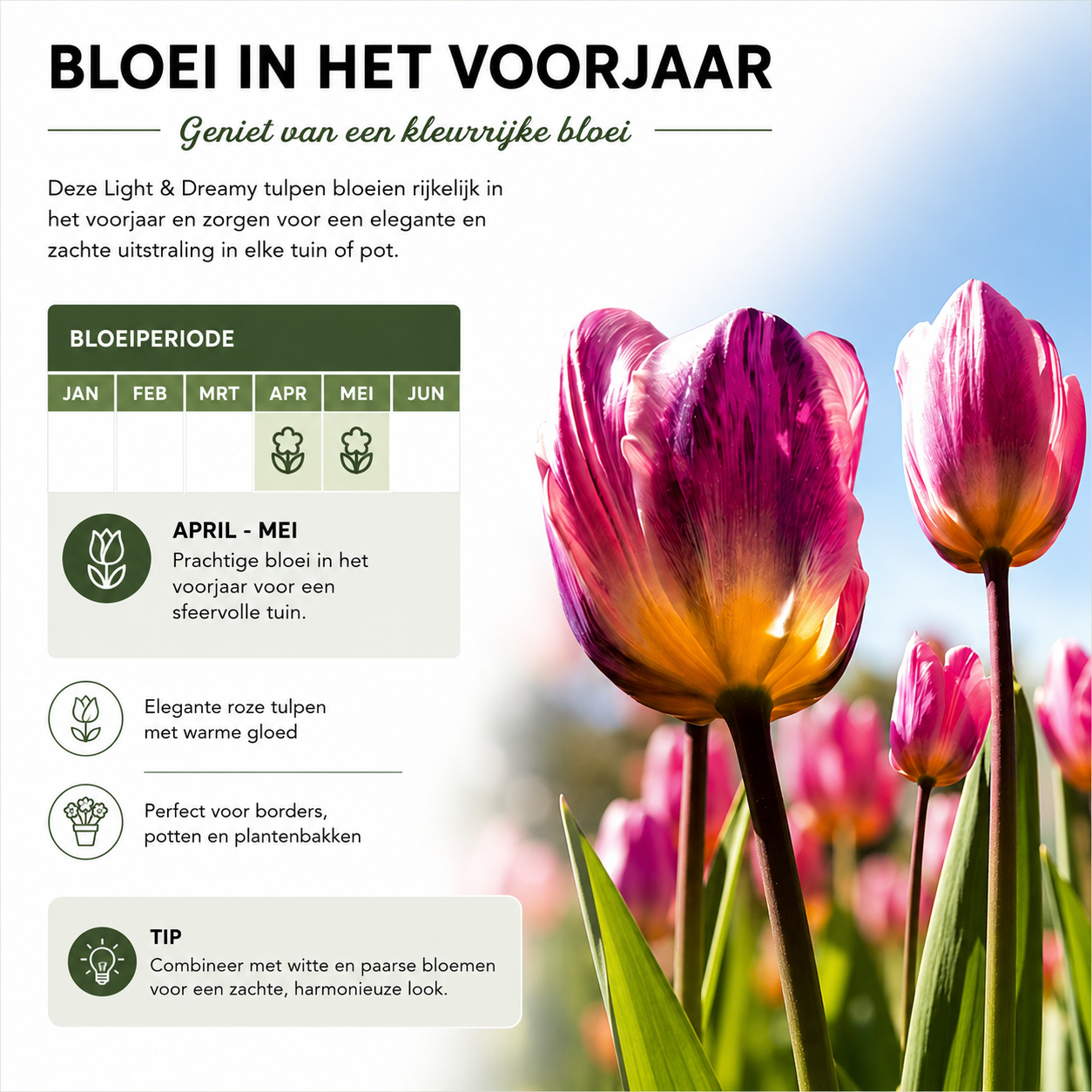 Tulpenbollen Light and Dreamy – 20 Stuks | KH Bloembollen® | Prachtige Pastelkleuren – Voor Tuin of Pot – Maat 11/12 – Vers van de Teler! (51166)