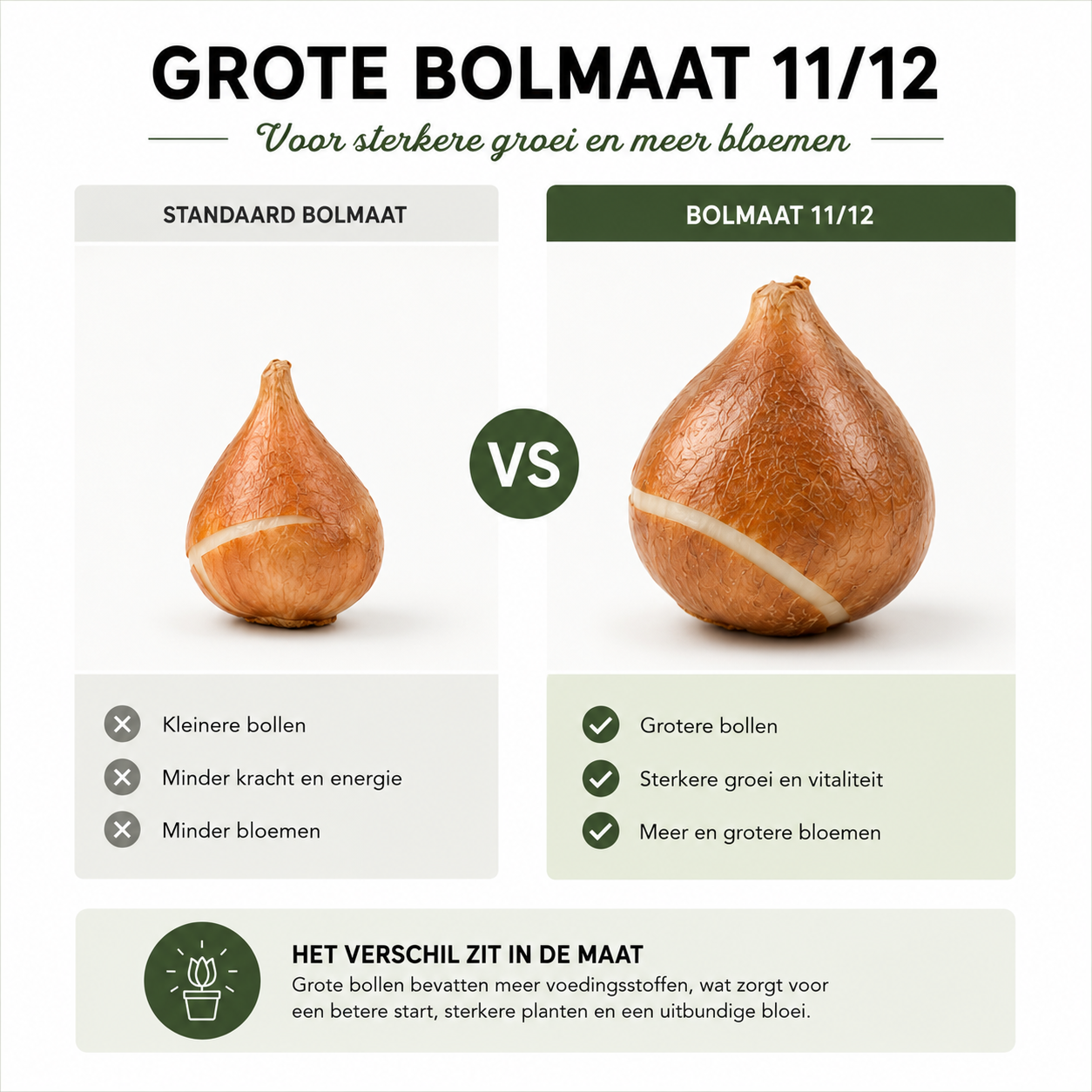 Tulpenbollen Light and Dreamy – 20 Stuks | KH Bloembollen® | Prachtige Pastelkleuren – Voor Tuin of Pot – Maat 11/12 – Vers van de Teler! (51166)
