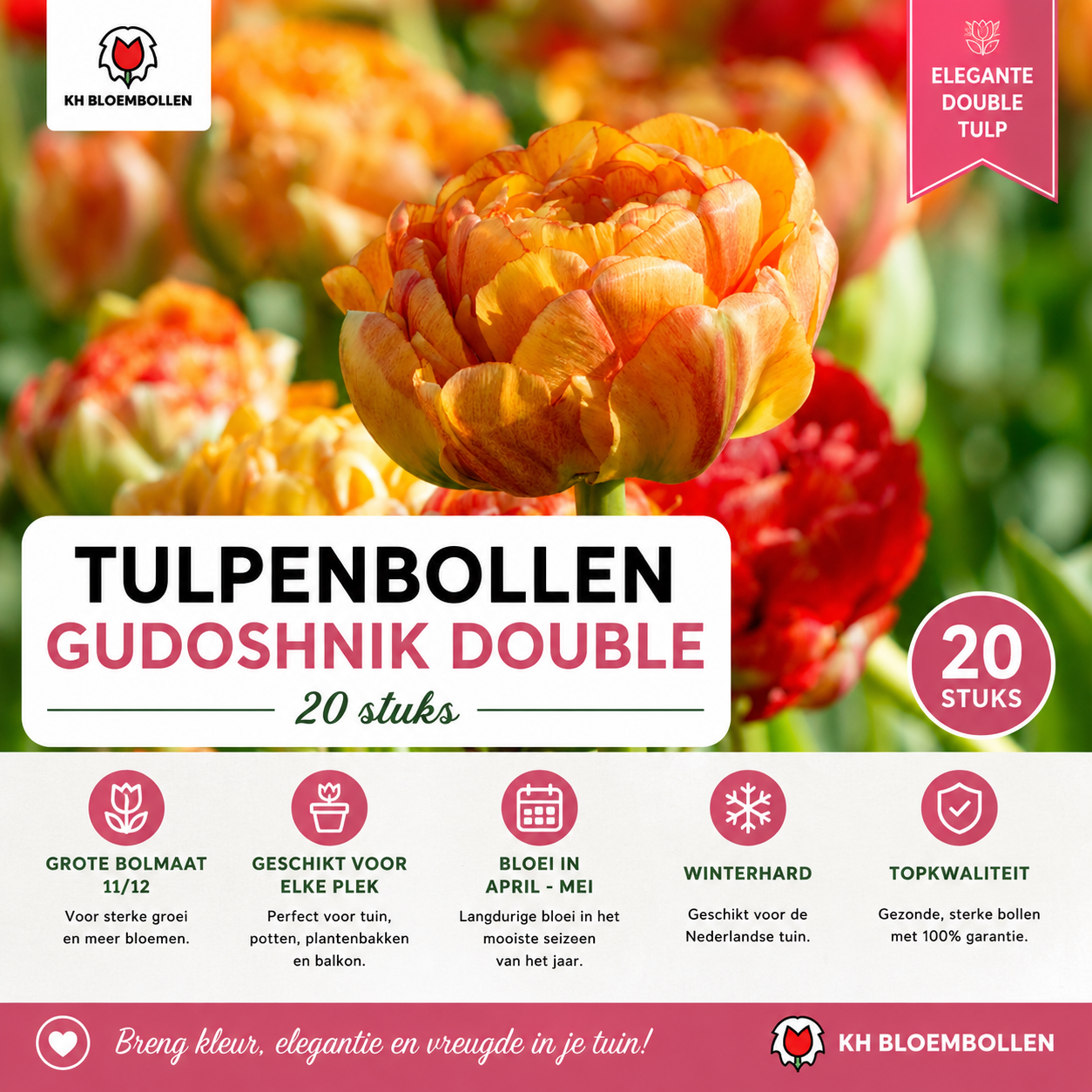 Tulpenbollen Gudoshnik Double – 20 Stuks | KH Bloembollen® | Geel, Oranje & Rode Dubbelbloemige Tulp – Pioenachtig & Kleurrijk – Voor Tuin of  (51158)