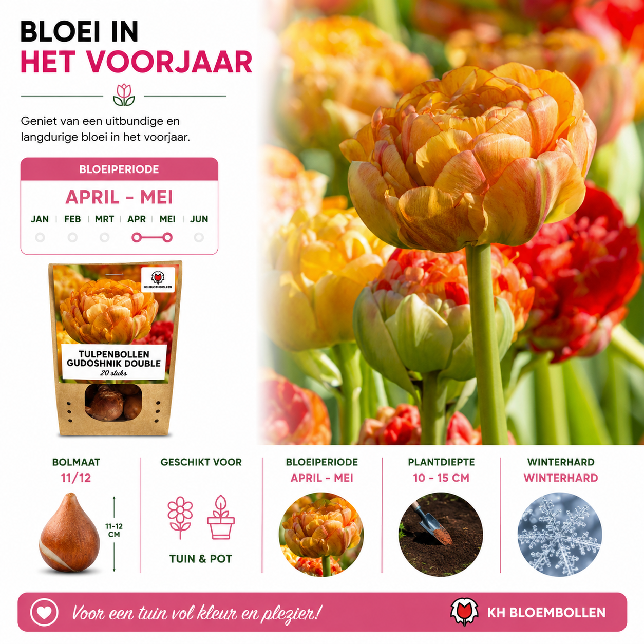 Tulpenbollen Gudoshnik Double – 20 Stuks | KH Bloembollen® | Geel, Oranje & Rode Dubbelbloemige Tulp – Pioenachtig & Kleurrijk – Voor Tuin of  (51158)