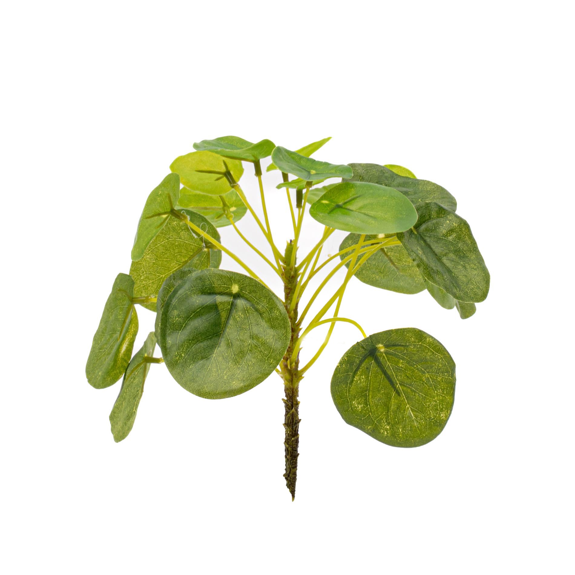 Pilea mini bush 13cm (8714344288667)