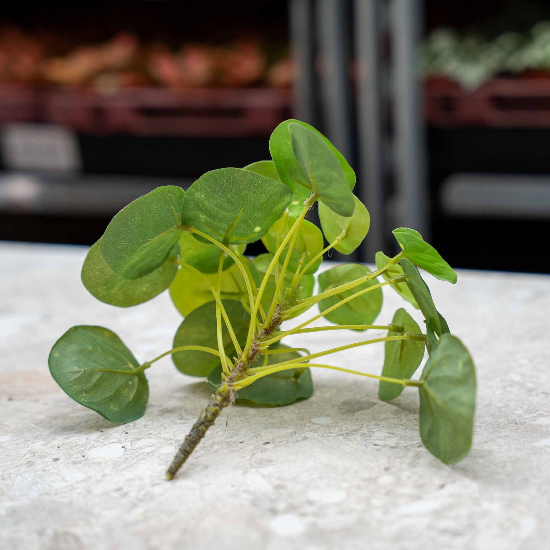 Pilea mini bush 13cm (8714344288667)