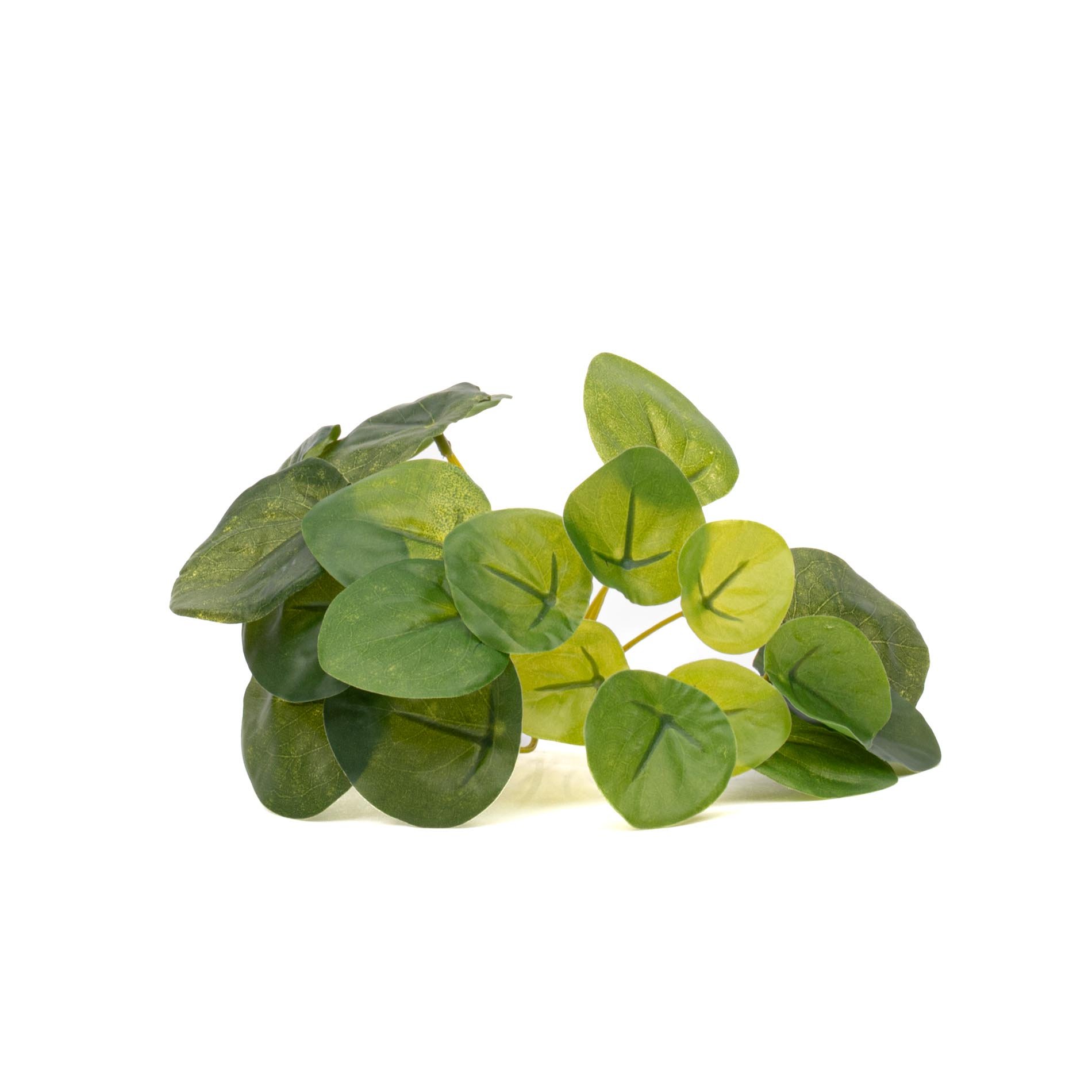 Pilea mini bush 13cm (8714344288667)